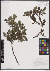 Foto von Salix breviserrata Flod.